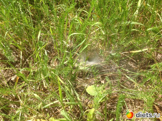 ������� ����, ������: ������ 2013