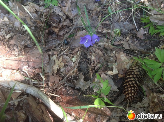 �����������, ������: ������ 2013