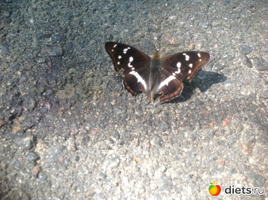 �������, ������: ������ 2013