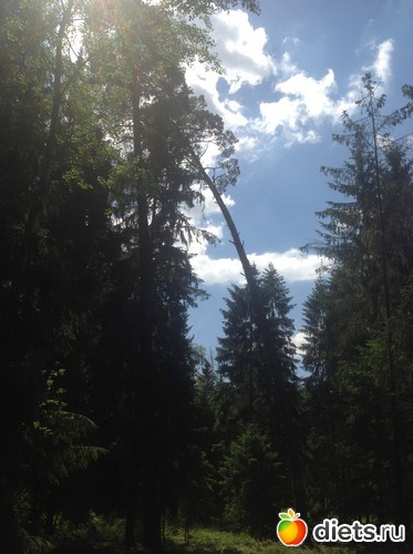 �����, ������: ������ 2013