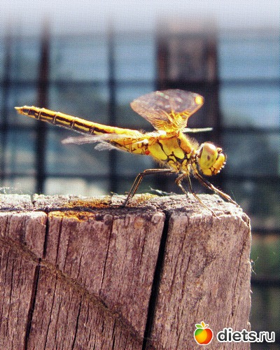 50 ����: ����