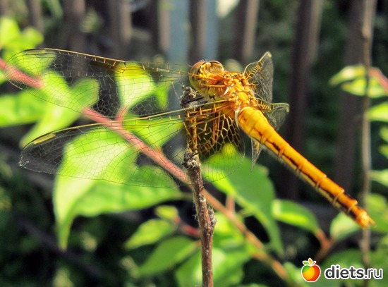 51 ����: ����