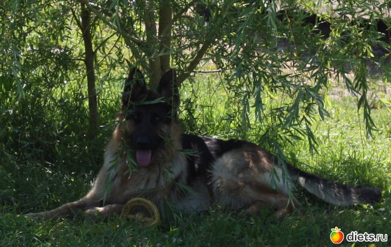 Любимица хозяина, альбом: Дача, цветочки и зверушки