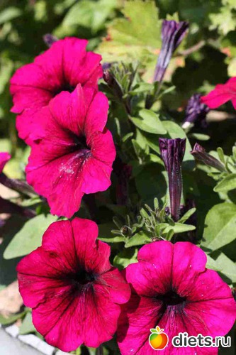 Петунии, альбом: Дача, цветочки и зверушки