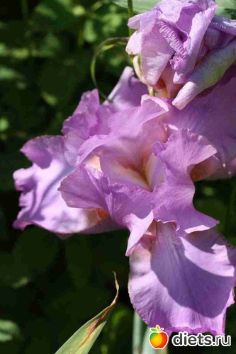 Ирис, альбом: Дача, цветочки и зверушки