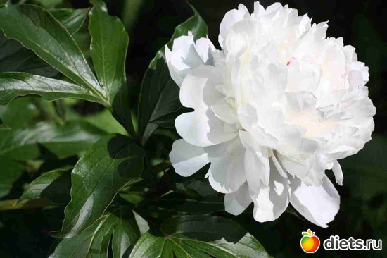 Белый пион, альбом: Дача, цветочки и зверушки