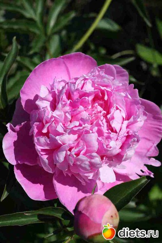 Пион, альбом: Дача, цветочки и зверушки