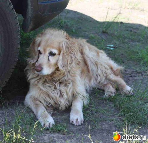 Старичок, альбом: Дача, цветочки и зверушки