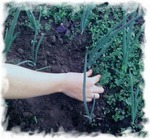 ���� ���������.