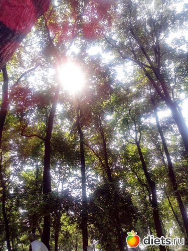 36 фото: Летний сад Петербурга