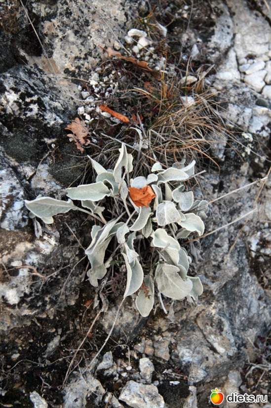 226 фото: Салоники-Халкидики-Лутраки декабрь 2012-январь 2013