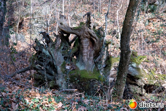 194 фото: Салоники-Халкидики-Лутраки декабрь 2012-январь 2013