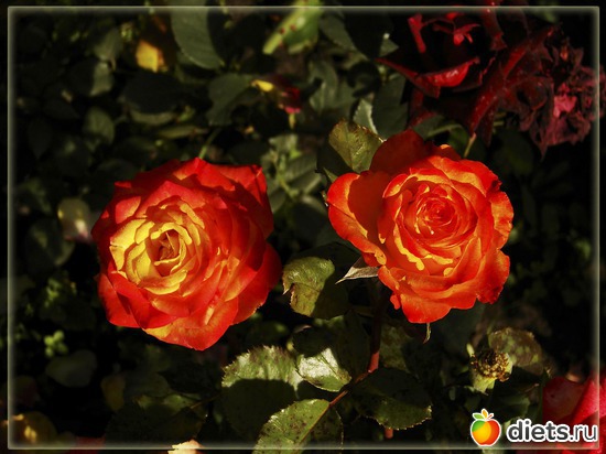 8 фото: Мой любимый сад