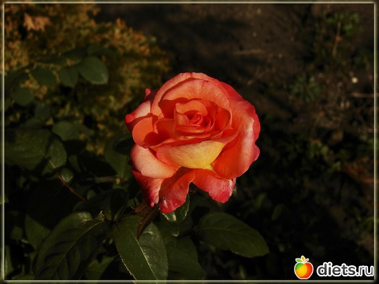 9 фото: Мой любимый сад