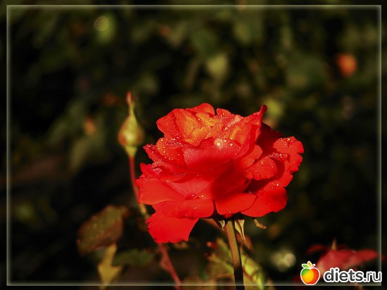 10 фото: Мой любимый сад