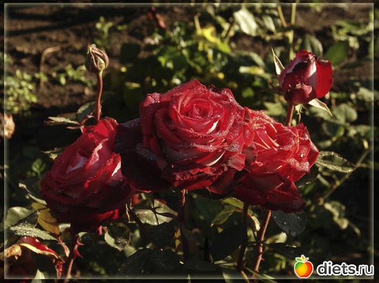 11 фото: Мой любимый сад