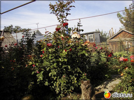 часть моего розария и мой мрачный кот, альбом: Мой любимый сад