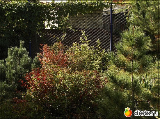 вот так тесно в саду - сосны и спиреи, альбом: Мой любимый сад