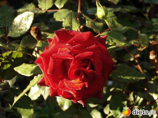 14 фото: Мой любимый сад