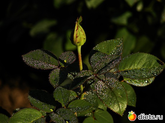 роса на листьях розы, альбом: Мой любимый сад