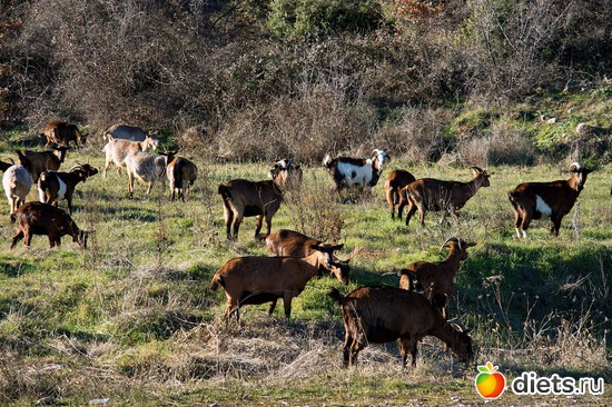 232 фото: Салоники-Халкидики-Лутраки декабрь 2012-январь 2013