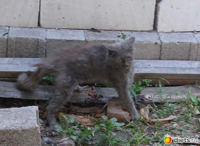 ну чё ты дерешься?, альбом: мои кошки