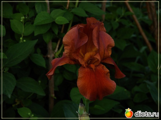 18 фото: Мой любимый сад