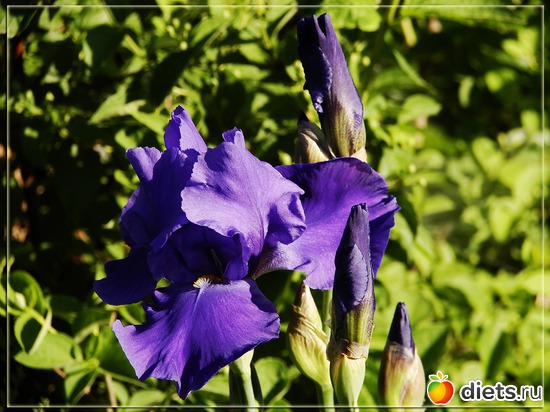 19 фото: Мой любимый сад