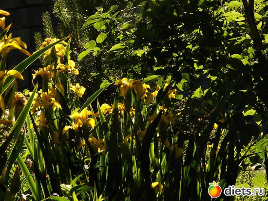 летнее солнце в зарослях болотных ирисов, альбом: Мой любимый сад