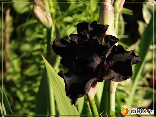 21 фото: Мой любимый сад