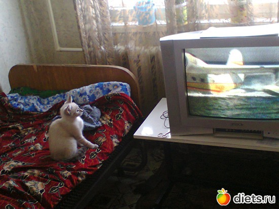 17 фото: Кошка Белка