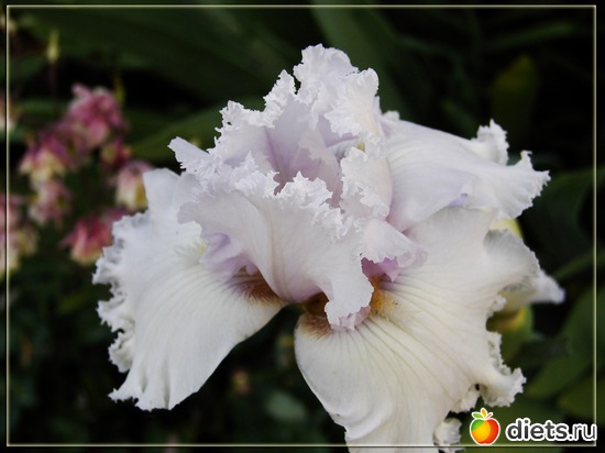 23 фото: Мой любимый сад