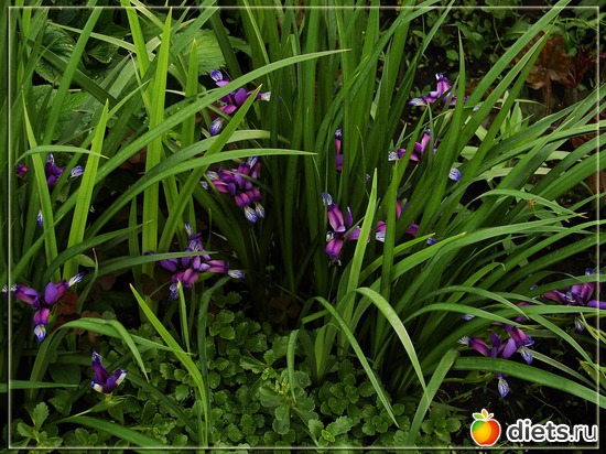 26 фото: Мой любимый сад