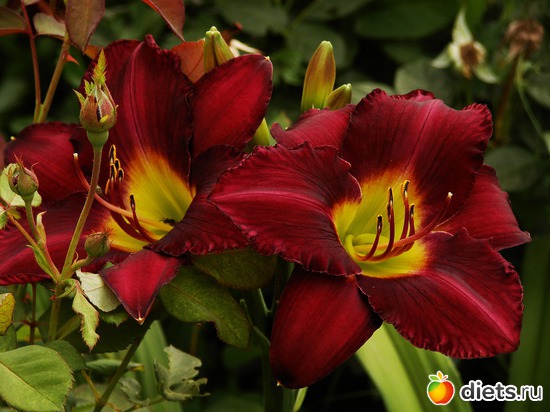 27 фото: Мой любимый сад