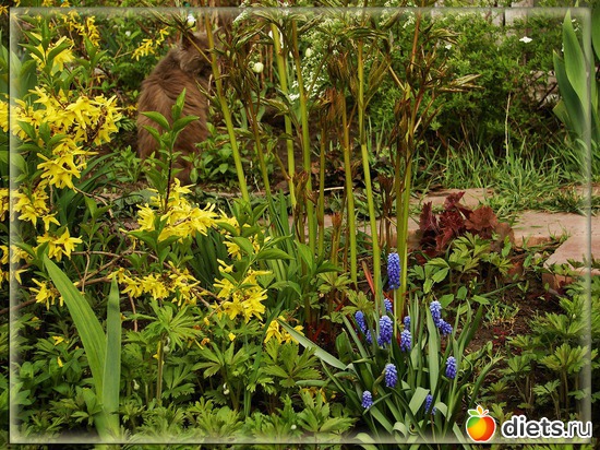 весна, альбом: Мой любимый сад