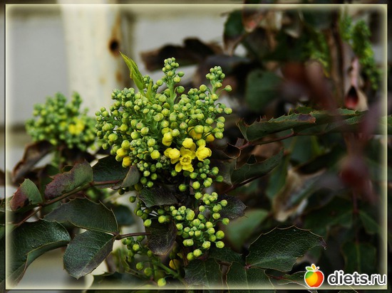 цветет магония, альбом: Мой любимый сад