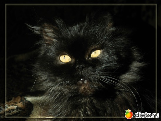 Любимая моя кошка Тюшка, альбом: мои кошки