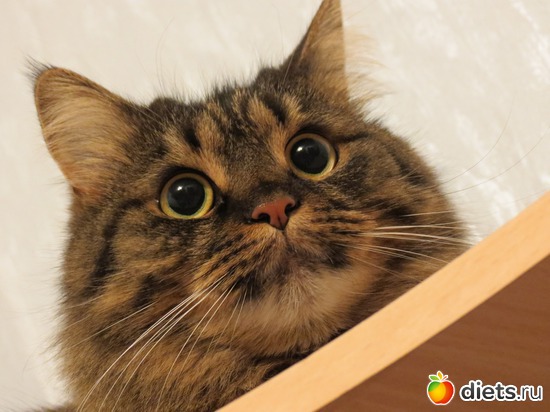 1 ����: ��� ����