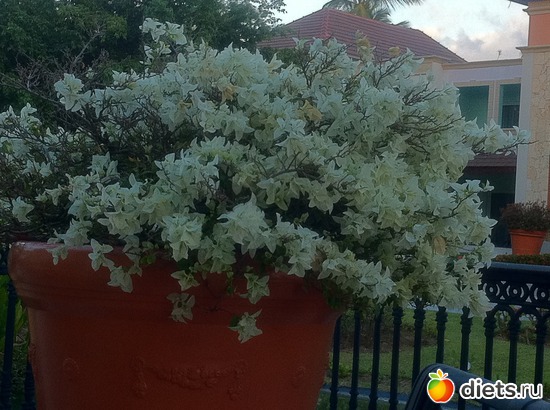 17 ����: ���������� 2013