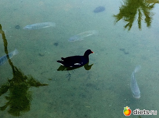 20 ����: ���������� 2013