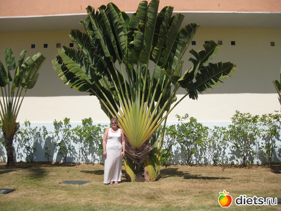 ������ �����������, ������: ���������� 2013