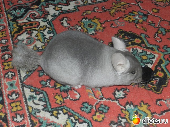 �����, ������: �����