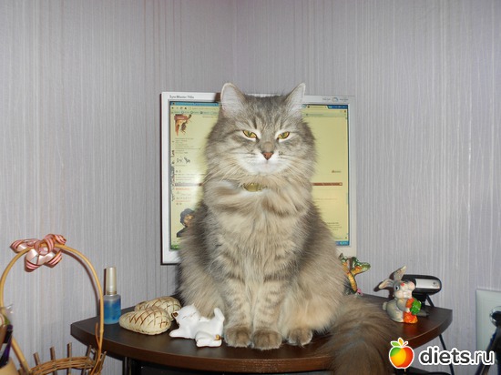 4 фото: Изюмчик и Веснушка