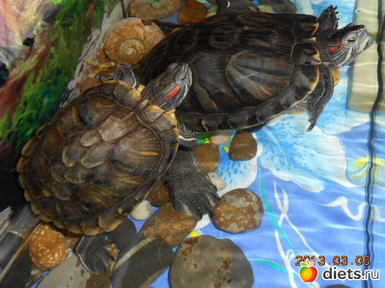 Веснушка и Изюмчик, альбом: Изюмчик и Веснушка