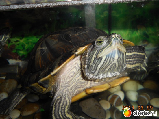 Изюмчик, альбом: Изюмчик и Веснушка