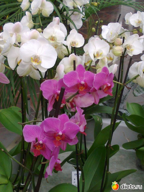 2 ����: ����� � ���������!