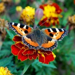 Весенний марафон. Отчет №2.