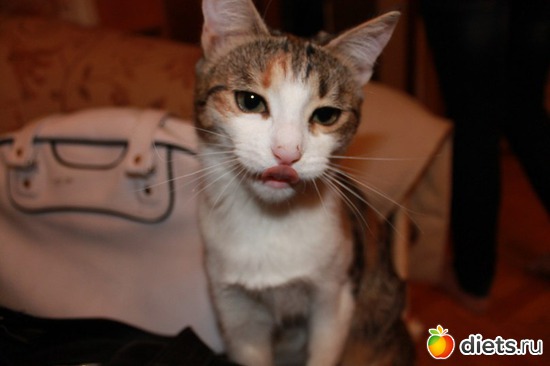 Это не губы! И не фотомонтаж! Это язычок!, альбом: Мои котэ