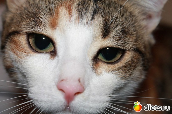 19 фото: Мои котэ