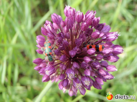 5 ����: ������